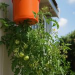Why You Should Stick a Bay Leaf in a Lemon: The Effect Is Amazing!
