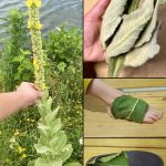 Turn Papaya Leaves Into a Powerful Homemade Detergent