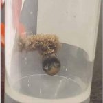 Why Some Dogs Wear Blue Vests, Bandanas, or Leashes