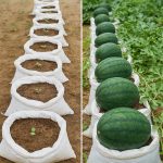 Just mix cloves with COFFEE and you won’t need to buy them at the market anymore.