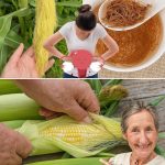 Growing Sweet Watermelons: A Guide to Delicious Summer Delights