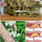 Yarroway: The Herb That Can Save the Day