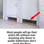 From Lawn to Remedy: All You Need to Know About White Clover (Trifolium repens)