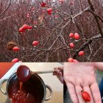 From Lawn to Remedy: All You Need to Know About White Clover (Trifolium repens)