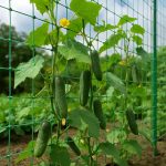 Avocado Seed Tincture: 20 Benefits and How to Use It at Home