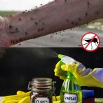 Rosemary Never Dry Again. I’ll Share the Gardener’s Trick