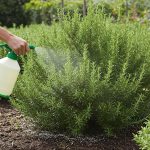 Say Goodbye to Mosquitoes: A Natural Home Remedy That Actually Works