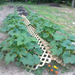 Creeping Thyme Lawn vs. Grass: Why You Should Make the Switch