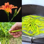 Banana Peels: The 100-Year-Old Beauty Secret That Will Transform Your Skin! 