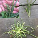 DIY 3 Ingredient Weed Killer