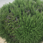 The Real Reason Plastic Chairs Have Holes