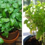 What Is Paprika Made Of? Social Media Users Were Surprised After Finding Out