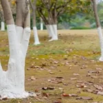 What Is SPAM and What Is It Made Of, Anyway?