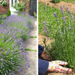 Every Gardener Should Grow Zinnias. Here’s Why