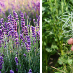 10 Genius Free Garden Hacks