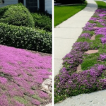 Put raw cabbage wedges in a slow cooker with these 3 ingredients. It’ll wow you.