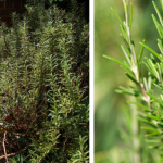 Onion Peels and Cloves are The Hair Growth Secret Your Grandma Knew About