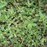 The Leaf That DESTROYS Cancer Cells—Why No One Is Talking About It