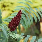 How to Make Homemade Garlic Powder and Onion Powder – Natural, Easy, and Delicious