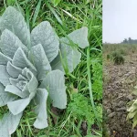 15 Best Indoor Plants for the Bathroom: Turn Your Bath into a Lush Oasis