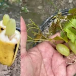 How to Keep Snails Away: 6 Simple Methods for Quick Elimination