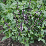 Why You Should Put Mullein Leaves on the Soles of Your Feet
