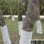 1 Lemon and 1 Egg: The Surprising Natural Combo Everyone Should Know About