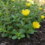 14 Plants You Can Propagate From Cuttings In August  