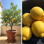 After Seeing This, Your Rosemary Will Never Dry Out Again! Essential Tips and Care to Save It