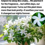 After Seeing This, Your Rosemary Will Never Dry Out Again! Essential Tips and Care to Save It