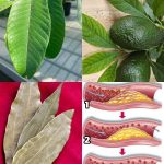 Pokeweed (Phytolacca americana): Why You Should Keep Your Distance from These Toxic Plants