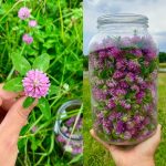 Why You Should Put Mullein Leaves on the Soles of Your Feet