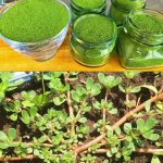 6 Reasons Why Plants Love Cinnamon