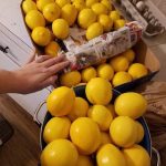 Every Gardener Should Grow Zinnias. Here’s Why