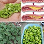 Oklahoma Fried Onion Burger