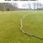 Idea to Create Green Garden with DIY Grass Paving Blocks