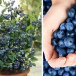 They Thought It Was Clogged… Then They Discovered Something Strange Inside