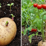 Here’s what’s hiding in your mattress: if you knew, you would always clean
