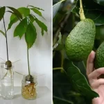 Tired of Weeds Crashing Your Garden Party? Try This Natural Eviction Trick!