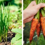 My Grandma Used To Add Pepper To Her Laundry. Here’s Why