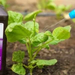 10 Foods You Can Grow in Mason Jars