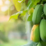 Simple Steps to Growing Grapes Using Banana Rooting Hormones