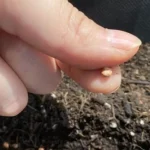 Learn How to Grow Avocados in Pots and Say Goodbye to Buying Them