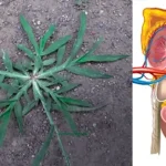 Tired of Weeds Crashing Your Garden Party? Try This Natural Eviction Trick!