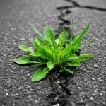 I mix lemon and salt, used in this way they are worth “their weight in gold”: my grandmother taught me this and it still works!