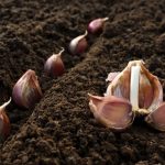 Stuffed Bell Peppers Recipe