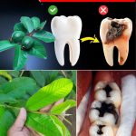 Get rid of toxic appliances in your house. The easiest 12 swaps you can do