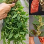 The Truth About Expired Canned Food: How Long Is It Really Safe?