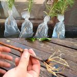 Steamed Ginger in Vinegar: A 90-Year-Old Man’s Longevity Secret Money Can’t Buy