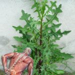 How To Make Homemade Bread For Pennies